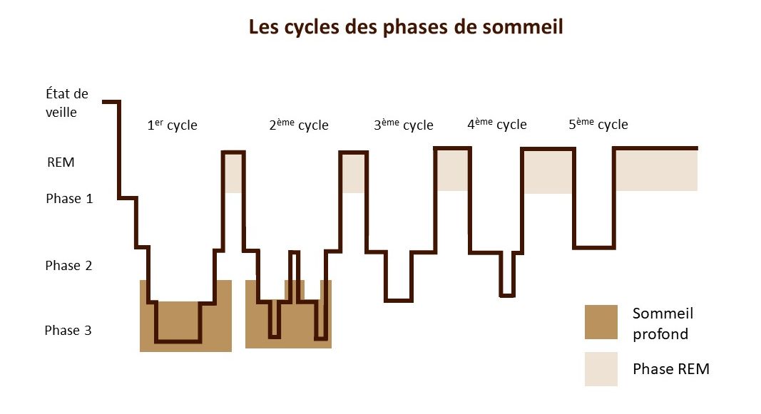 cycles phases du sommeil