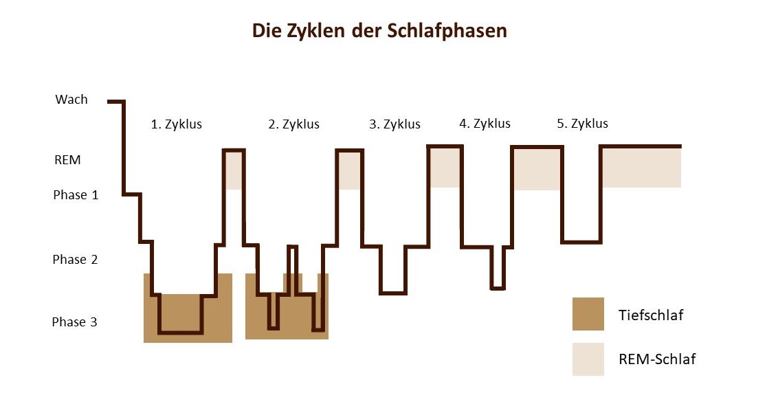 Ablauf der Schlafphasen