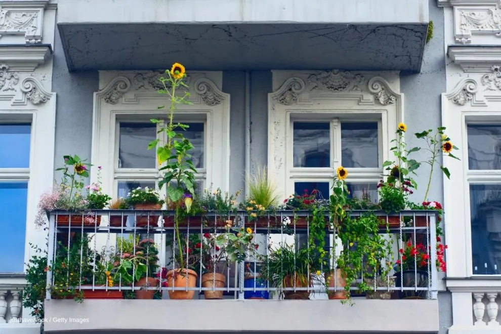 plantes de balcon